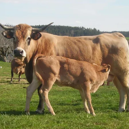 Hotel Logis Hotel-restaurant Les Coudercous Saint-Chély-dʼAubrac